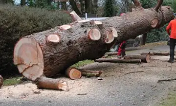 abattage-arbres-dangereux-41
